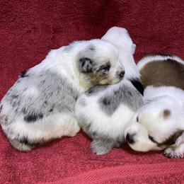 Australian Cattle Dog and Companion Cross Puppies from MX Kennel - Central MO