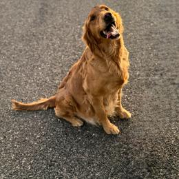 Cheyenne - Golden Retriever
