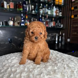 Dior - Red  male Poodle puppy in South Jordan, Utah from Wasatch Pup
