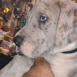 Courage - Great Dane puppy from Not So Dainty Danes