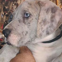 Courage - Great Dane puppy from Not So Dainty Danes