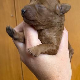 Boy 2 - Red  male Poodle puppy in Ennis, Texas from Johnson Ventures