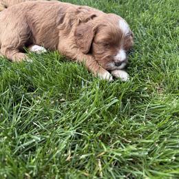 Cavapoo Puppies from Columbia Basin Puppies