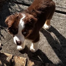 Miniature American Shepherd Puppies from Soul Stone Kennels