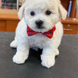 Red - White male Bichon Frise puppy in Lake Elsinore, California from Amber's Bichon Frise and Poodles