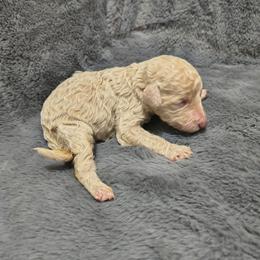 Girl 4 - Cream female Goldendoodle puppy in La Junta, Colorado from Double J’s Doodles
