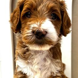 Biscuit - Black male Goldendoodle puppy in Peoria, Arizona from Cactus Doods