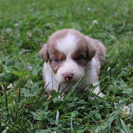 Ruthie - Red merle Australian Shepherd puppy in Kentucky from Caywood Aussies