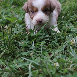 Ruthie - Red merle Australian Shepherd puppy in Kentucky from Caywood Aussies