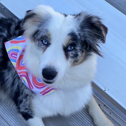 Miniature Australian Shepherds from Lani Cs Aussies