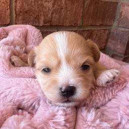 Peyton - Apricot female Maltipoo puppy in Hephzibah ( Richmond County ), Georgia from Healing Pawz LLC
