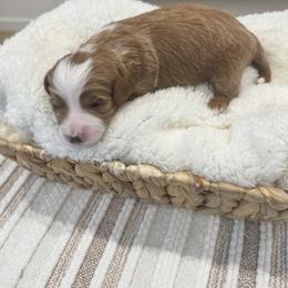 Buster - Red  male Goldendoodle puppy in Salem, Utah from Karmadoodlee