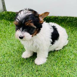AKC - Ellie 3250 - Black tan and white female Biewer Terrier puppy in Douglas, Georgia from Heartland small breeds