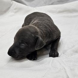 Thor - Blue male Italian Greyhound puppy in Newalla, Oklahoma from Heartland Iggys