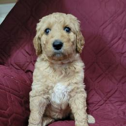 Blossum - Apricot female Goldendoodle puppy in Blountsville, Alabama from Southern Charm Goldendoodles
