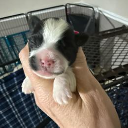 Flora - Tri-color female Yorkipoo puppy in Florence, Kentucky from 4paws4ever by Design