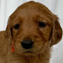 Golden Retrievers from Thoroughmark Retrievers