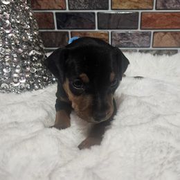 Koko - Black and tan male Miniature Pinscher puppy in Baton Rouge, Louisiana from Pike's Pups