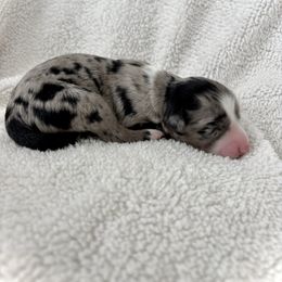 Stetson - Blue merle female Aussiedoodle puppy in Clara City, Minnesota from Good Shepherd Aussiedoodles