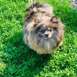 Pixel - Blue merle female Pomeranian puppy in Buck Valley, Pennsylvania from Buck Valley Pomeranians