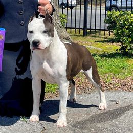 Darla - American Staffordshire Terrier