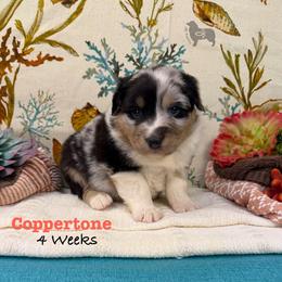 Coppertone - Blue merle female Australian Shepherd puppy in El Dorado Springs, Missouri from OR Aussies