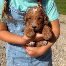 Aussiedoodle, Bernedoodle, Cavapoo, Goldendoodle, and Newfypoo Puppies from Haaspawz