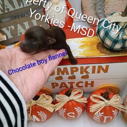 Flannel - Chocolate and tan male Yorkshire Terrier puppy in Charlotte, North Carolina from Queen City Yorkies
