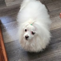 Angelito - Maltese