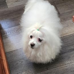 Angelito - Maltese