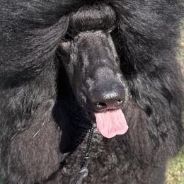 Chinese Cresteds and Poodles from Posh Poodles & Chinese Cresteds