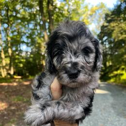 Rain - Merle female Goldendoodle puppy in New Ringgold, Pennsylvania from Hawk Mountain Doodles