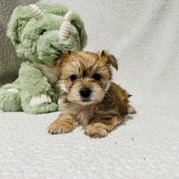 'Doc' - Tan male Morkie puppy in Durand, Wisconsin from Larson’s Legacy Aussome Aussie Kennels