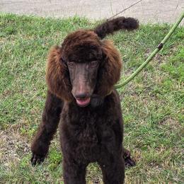 Red - Drew - Phantom male Poodle puppy in Copperas Cove, Texas from Poodles of Valor