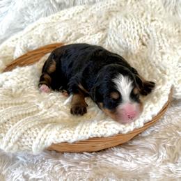 Vito - Tri-color male Bernedoodle puppy in Bremen, Indiana from Farmland Doodles