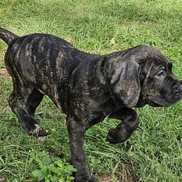 mr Teal collar - Black brindle Cane Corso puppy in Florida from LunaLinks Cane Corsos