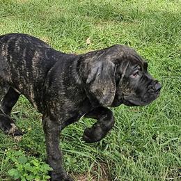 mr Teal collar - Black brindle Cane Corso puppy in Florida from LunaLinks Cane Corsos