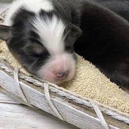 Australian Shepherd Puppies from Beachin' Aussies