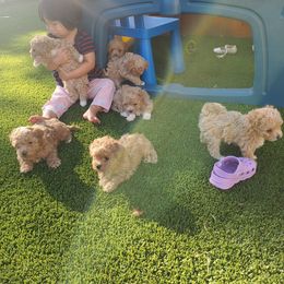 Poodle Puppies from Poodle house CA