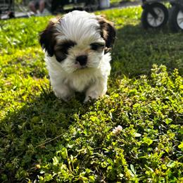 Palmetto - Chocolate and tan female Shih Tzu puppy in Dunlap, Tennessee from Beards of Glory