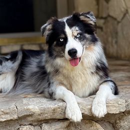 Oaklie - Australian Shepherd