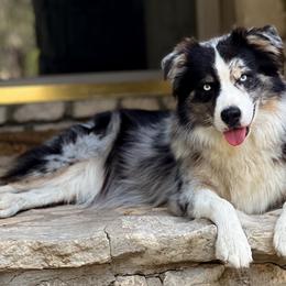 Oaklie - Australian Shepherd