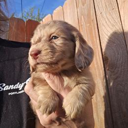 Mocha's dapple 2 - Dapple female Dachshund puppy in Lyle, Washington from Wines Wienery
