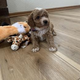 Cavapoo, Cockapoo, Goldendoodle, and Maltipoo Puppies from Perdue Puppies
