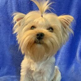 Sky - Yorkshire Terrier