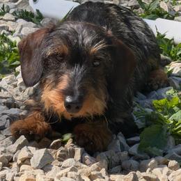 Mahna Mahna - Dachshund