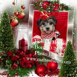 Violet F Morkie - White and tan female Maltese puppy in Silverhill, Alabama from Malteseuluv’s Tiny Treasurers