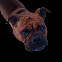 Rosie - Olde English Bulldogge