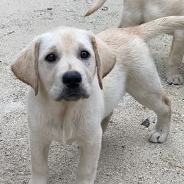 Girl 3 - Yellow Labrador Retriever puppy in The Hammocks, Florida from Chambray Labradors