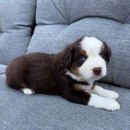 Tito - Red tri male Miniature Australian Shepherd puppy in Marion, Michigan from Highland Hills Mini Aussies